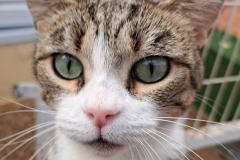 Unsere Katzen suchen ein zu Hause.