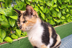 Unsere Katzen suchen ein zu Hause.