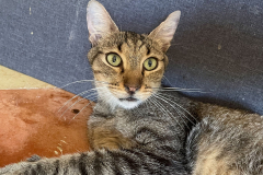 Unsere Katzen suchen ein zu Hause.