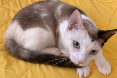 Unsere Katzen suchen ein zu Hause.