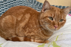 Unsere Katzen suchen ein zu Hause.