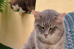 Unsere Katzen suchen ein zu Hause.