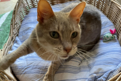 Unsere Katzen suchen ein zu Hause.