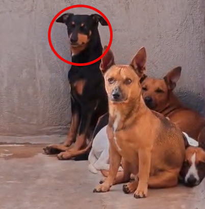 Notfall-Rettung: Hundemutter und zwei Welpen nach Tierquälerei-Anzeige in Obhut genommen