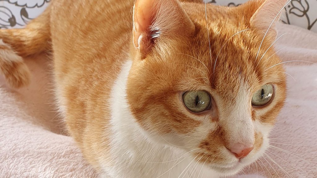 Das Schicksal von Garfield