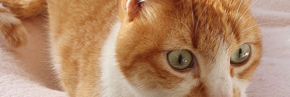 Das Schicksal von Garfield