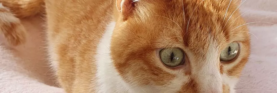 Das Schicksal von Garfield