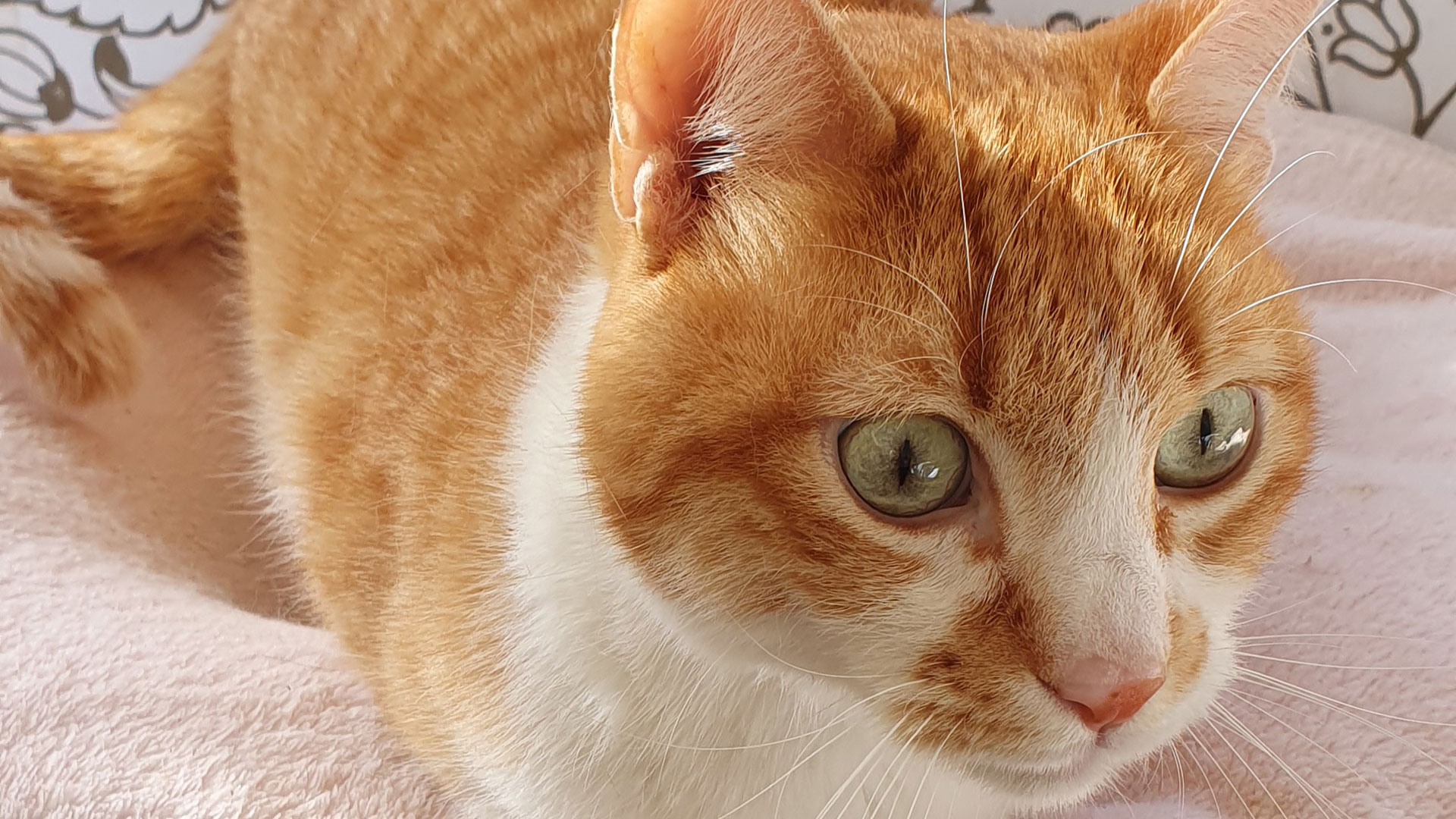 Das Schicksal von Garfield